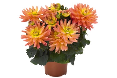 Dahlia XXL Sunset Variety Thumbnail2.jpg